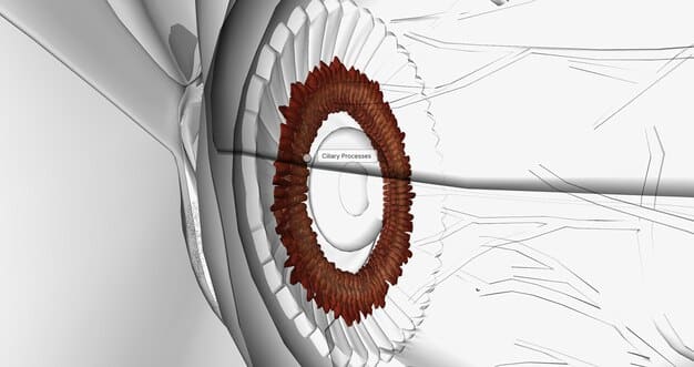 A diagram illustrating foveated rendering, showing a high-resolution area in the center (where the eye is focused) and gradually decreasing resolution towards the periphery. It visually represents how processing power is optimized.